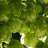 merculite
