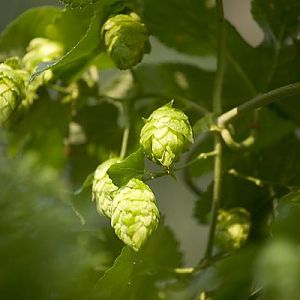 hops