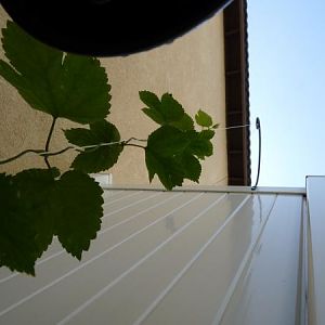 littlecascadehops