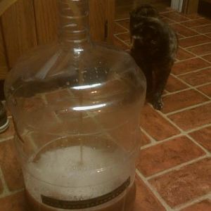 SamAdamsSummerAleclonebrewnight