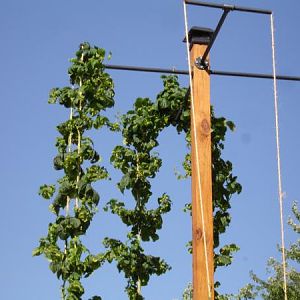 HOPS