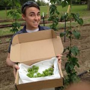 Hopsgrowing