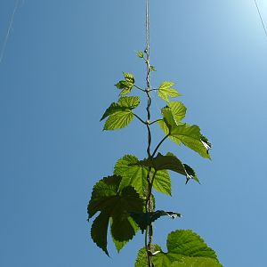Hops