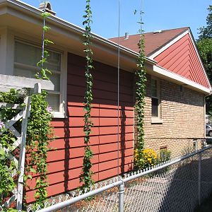 Hops at Side of House
