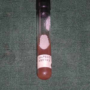 Yeast