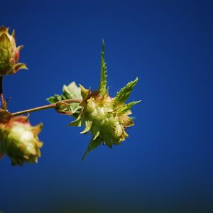 Hops 09