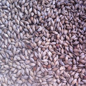 brew days