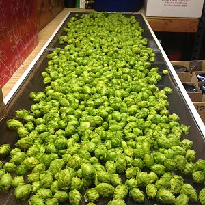 Hops First Year