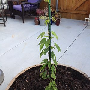 Hops in a barrel