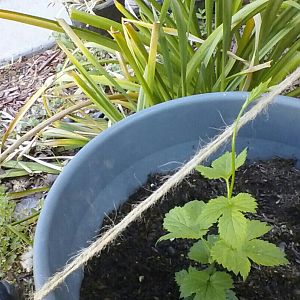 2013 hop garden