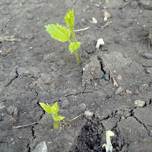 Hops Planters