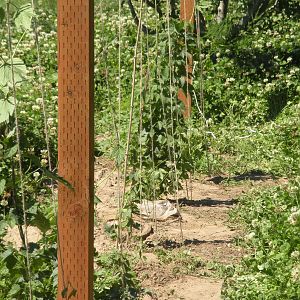 Hop Yard