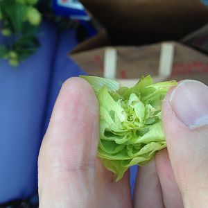 spider mites