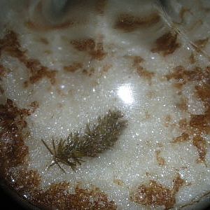 spruce beer
