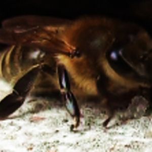 Honey Bees