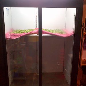 Hops Drying