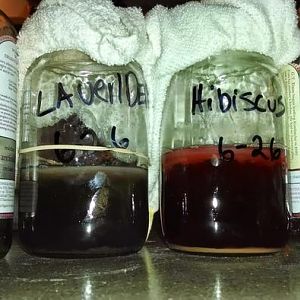 Step By Step Scoby Growing