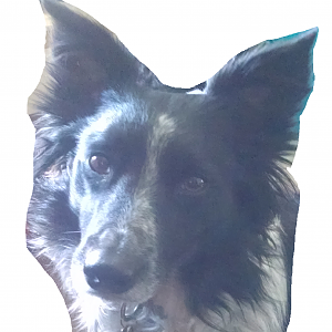 Pupwalker