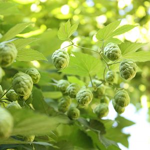 Hop Cones