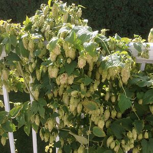 Hops