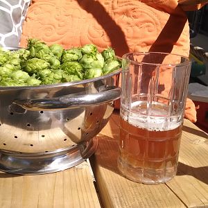 Hop Harvest