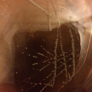 Yeast