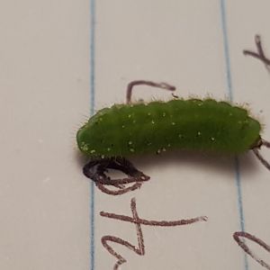 caterpillar