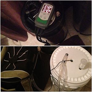 Fermentation