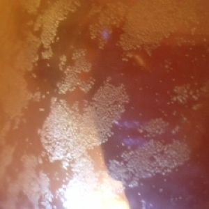 cider gone bad