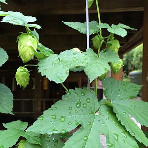 Hops