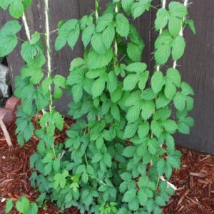 Growing Hops