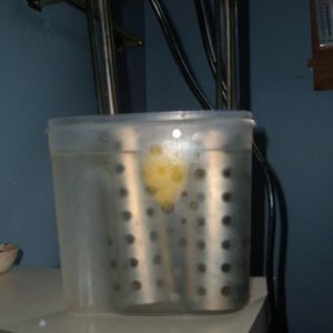 soaking in lemon juice