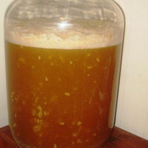 Belgian Blonde 14 hours after pitching.