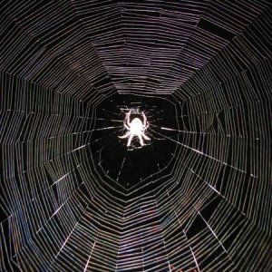 Big Spider at night !