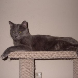My Russian blue cat Bert . Mean sob !