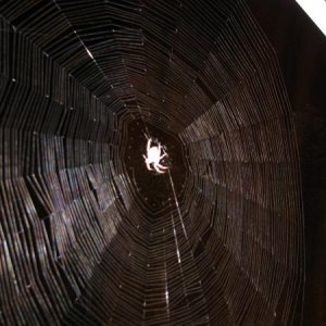 Spider web and spider
