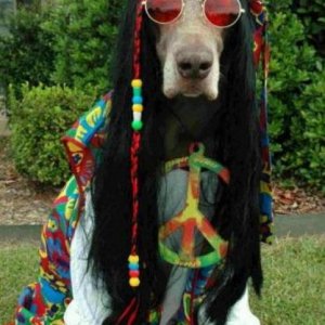 Under cover dope dog !