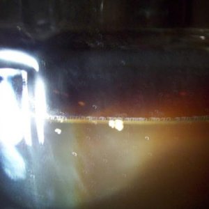 After 4 Days in Secondary, small white globs appear