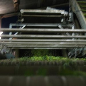 More conveyor belts transporting hops.