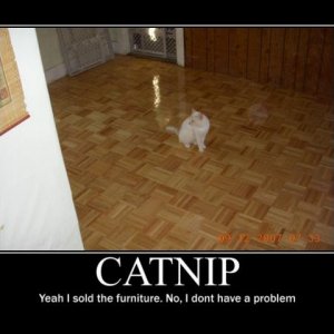 catnip, my cat yoda chilling on the new floor