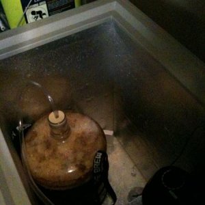 My first fermintation