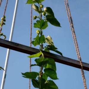 10weekhops
