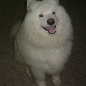 7674-HappyDog