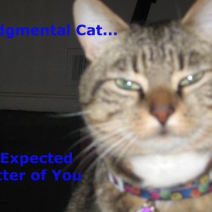 JudgmentalCat