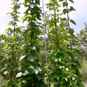 4569-Hops33a