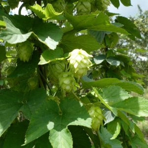 4569-Hops33b