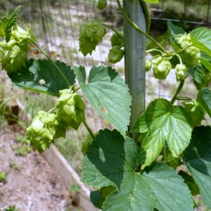 4569-Hops33d