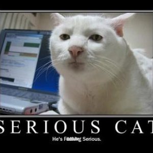 705-serious_cat_2