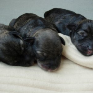 pups
