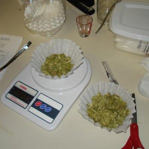 Hops